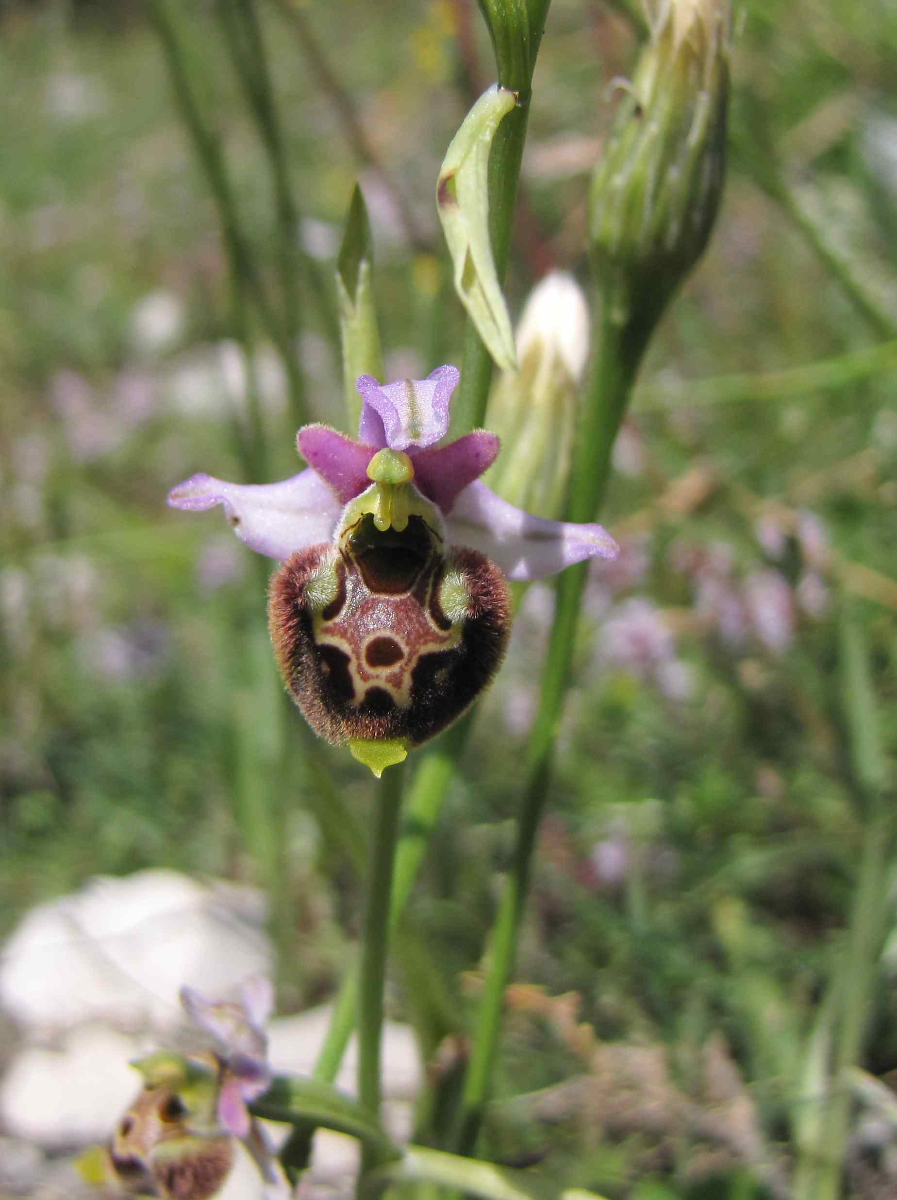 strana ophrys